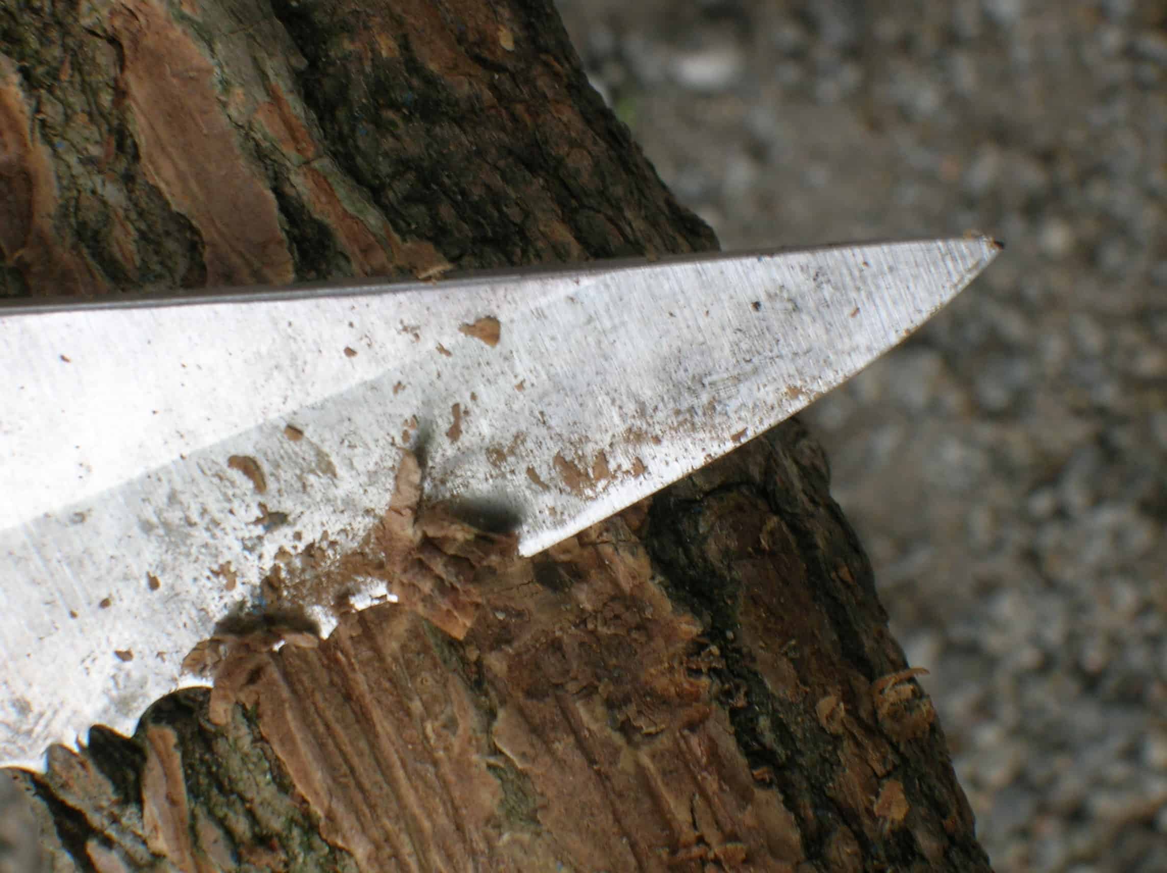 Wood cutting pocket knife, how to tell if a knife is sharp